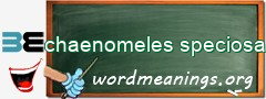 WordMeaning blackboard for chaenomeles speciosa